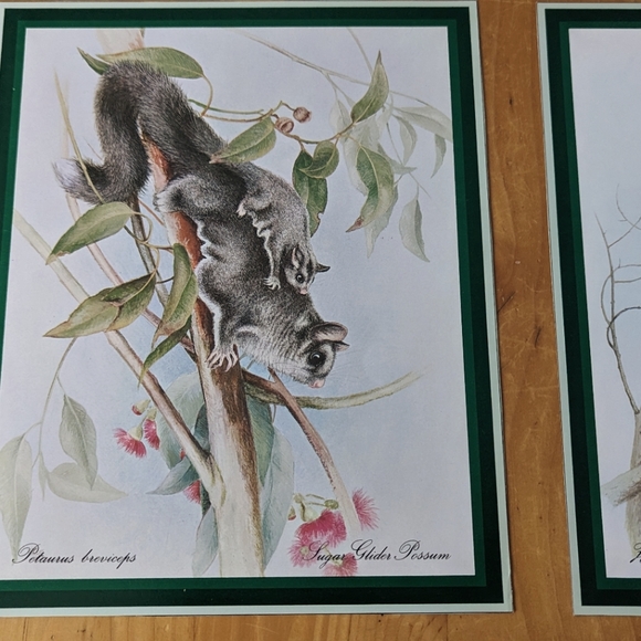 Lot of 6 Naturalist Zoology Vintage Illustrations Australian Wildlife - Picture 4 of 8